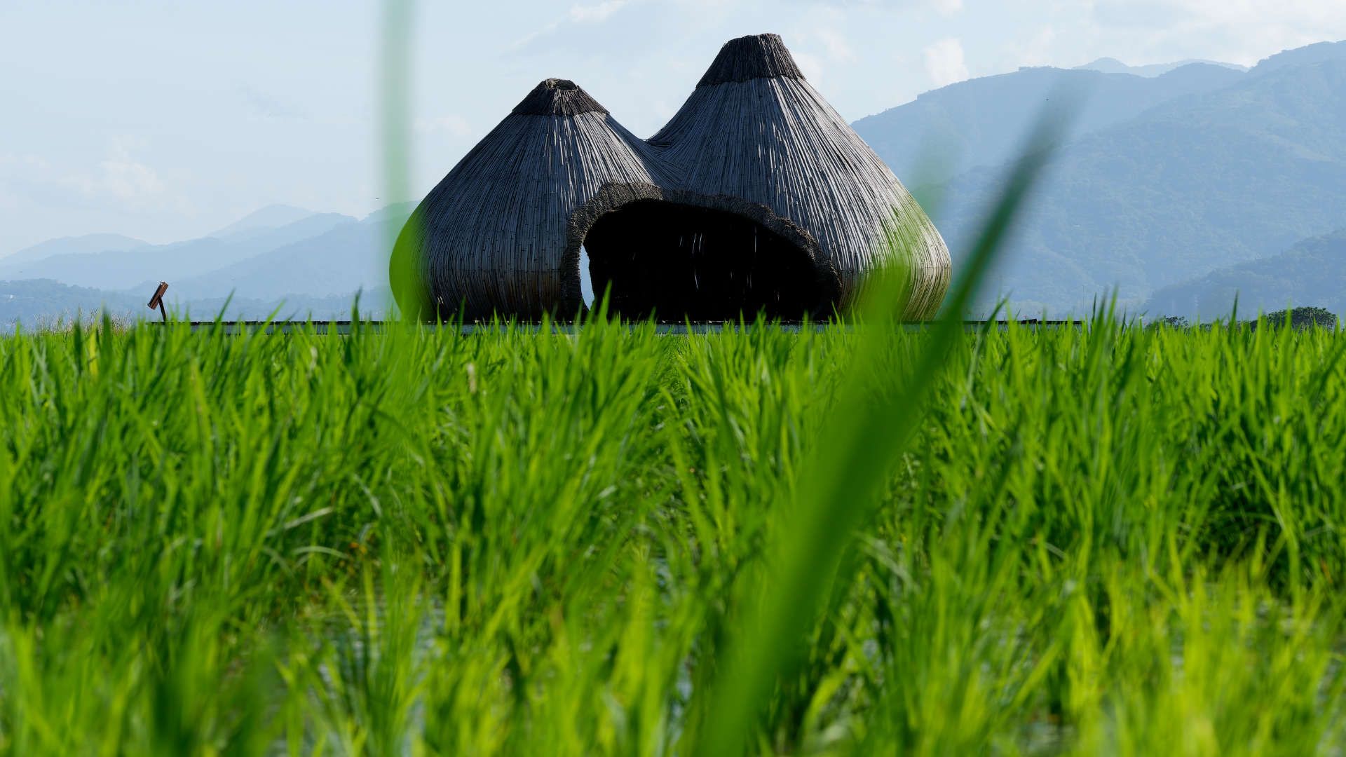 A bamboo sculpture in the shape of two garlic bulbs, photographed across a rice field. The sculpture is large enough to sit inside. It is on a raised wooden platform.