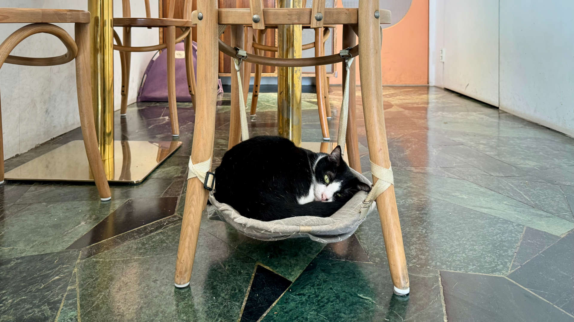 A cat curled up in a hammock, suspended between the four legs of a dining chair.
