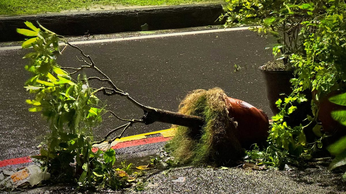 A toppled shrub on the side of the road in Kaohsiung, Taiwan, after Typhoon Gaemi.